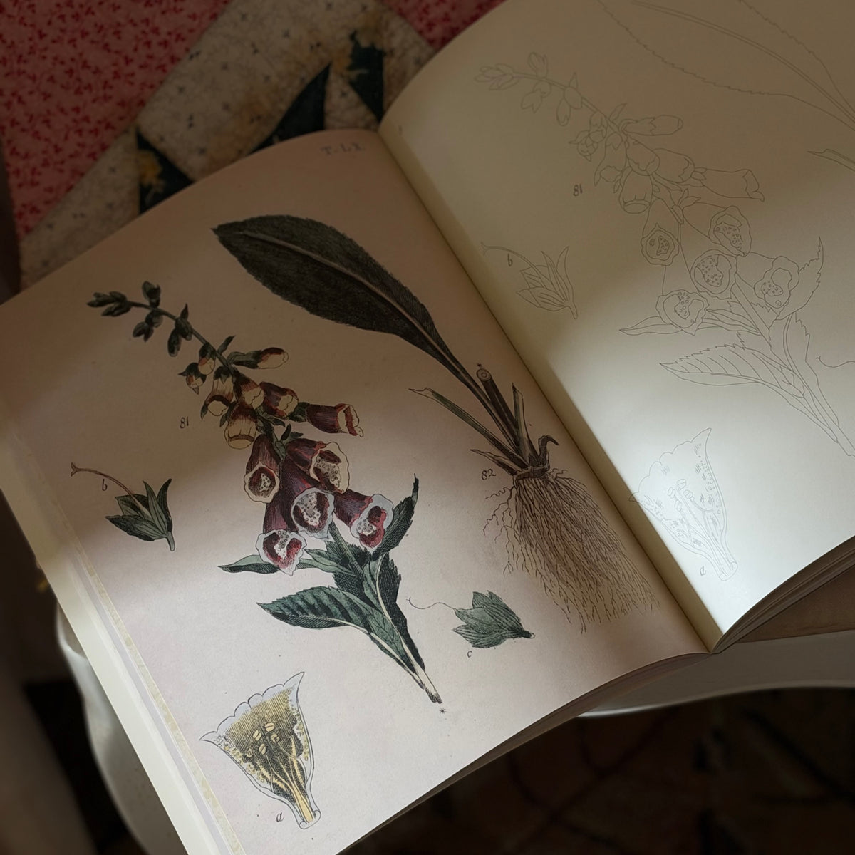 John Derian Coloring Book